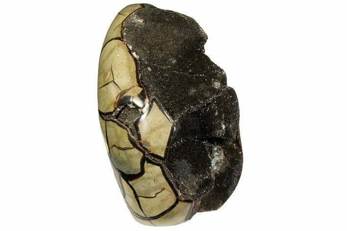 6.2" Free-Standing, Polished Septarian Geode - Black Crystals
